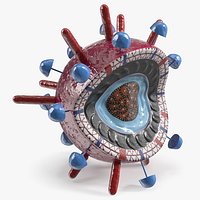 Influenza Virus Cross-Section Teaching Model Red