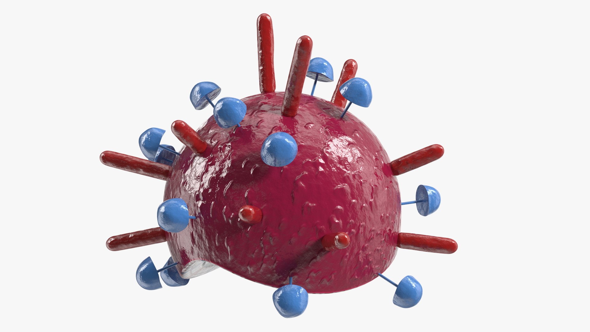 Influenza Virus Cross-Section Teaching Model Red 3D https://p.turbosquid.com/ts-thumb/0M/en6fgc/lZ/influenza_virus_crosssection_teaching_model_red_008/jpg/1748564664/1920x1080/fit_q87/7726646212777e6ac4d14132fbf457657b927fcc/influenza_virus_crosssection_teaching_model_red_008.jpg