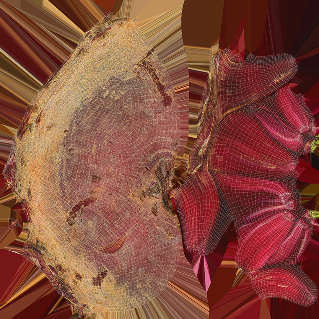 Beet Collection model https://p.turbosquid.com/ts-thumb/0M/yGwfrz/jc/beetroot_c0004/png/1765825050/1920x1080/fit_q87/dfa37aede47a8bd843003702270989b84a3374e6/beetroot_c0004.jpg