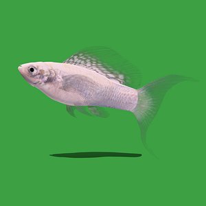 3D Silver Molly Lyretail Fish