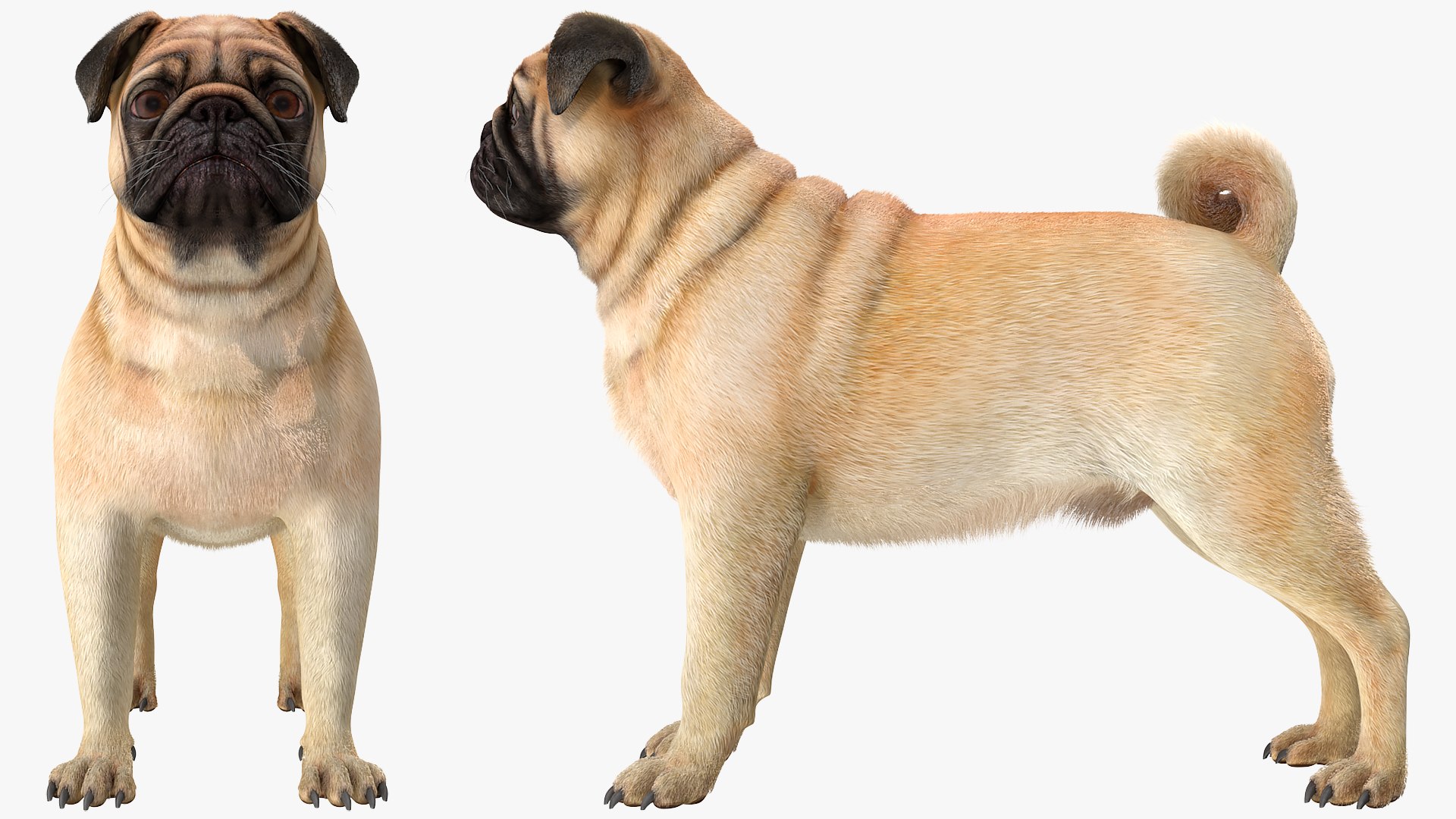 Pug Dog Neutral Pose 3D Model - TurboSquid 1681962