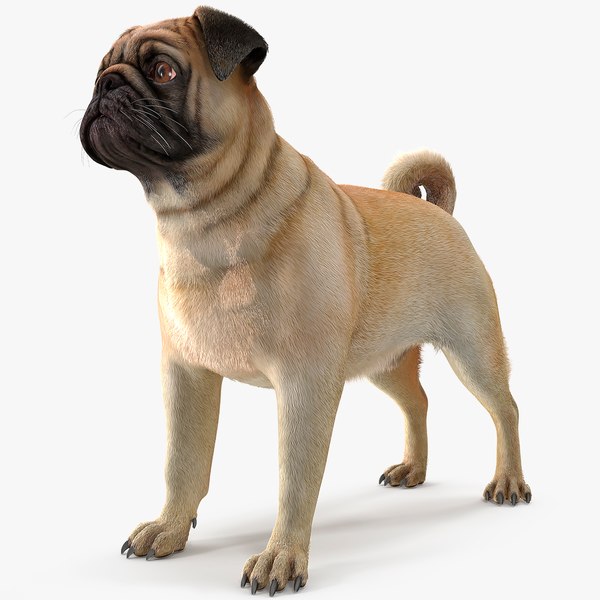 pug dog neutral pose 3D model