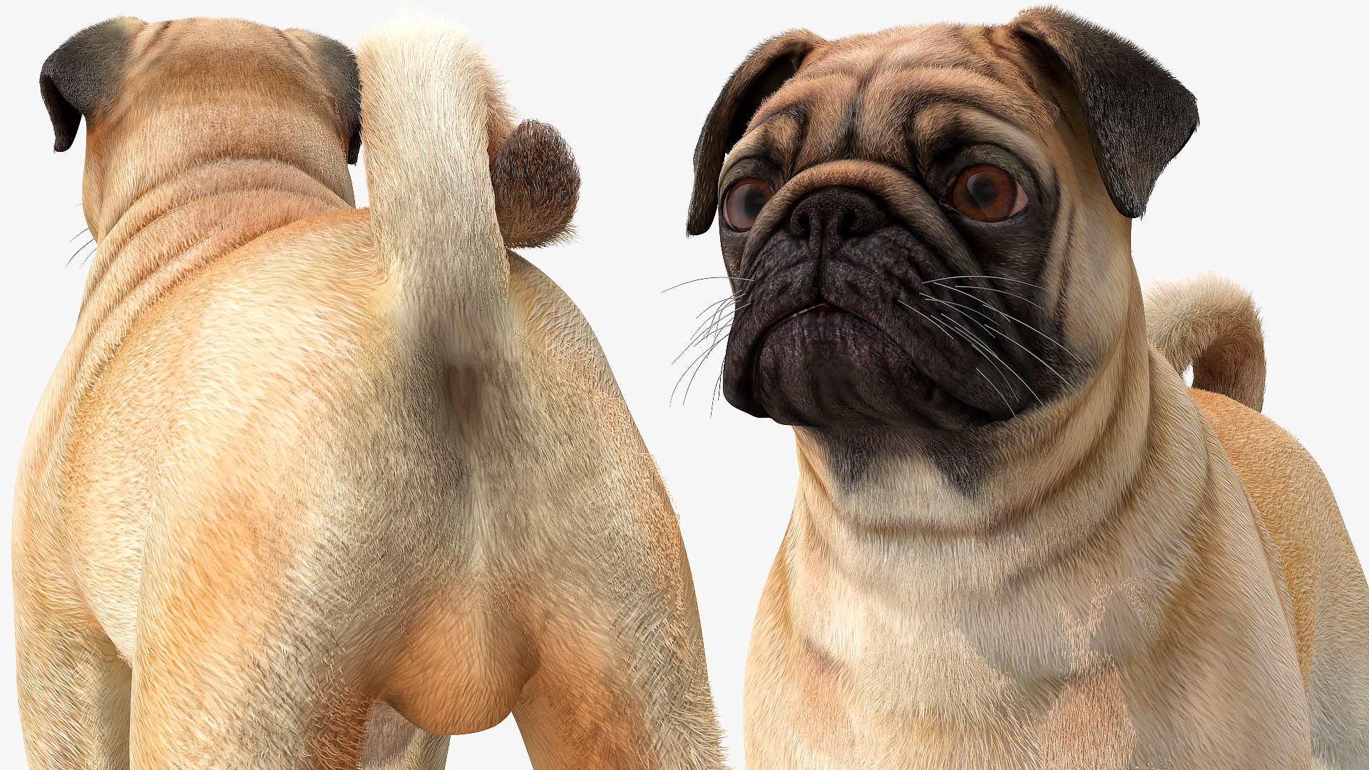 Pug Dog Neutral Pose 3D Model - TurboSquid 1681962