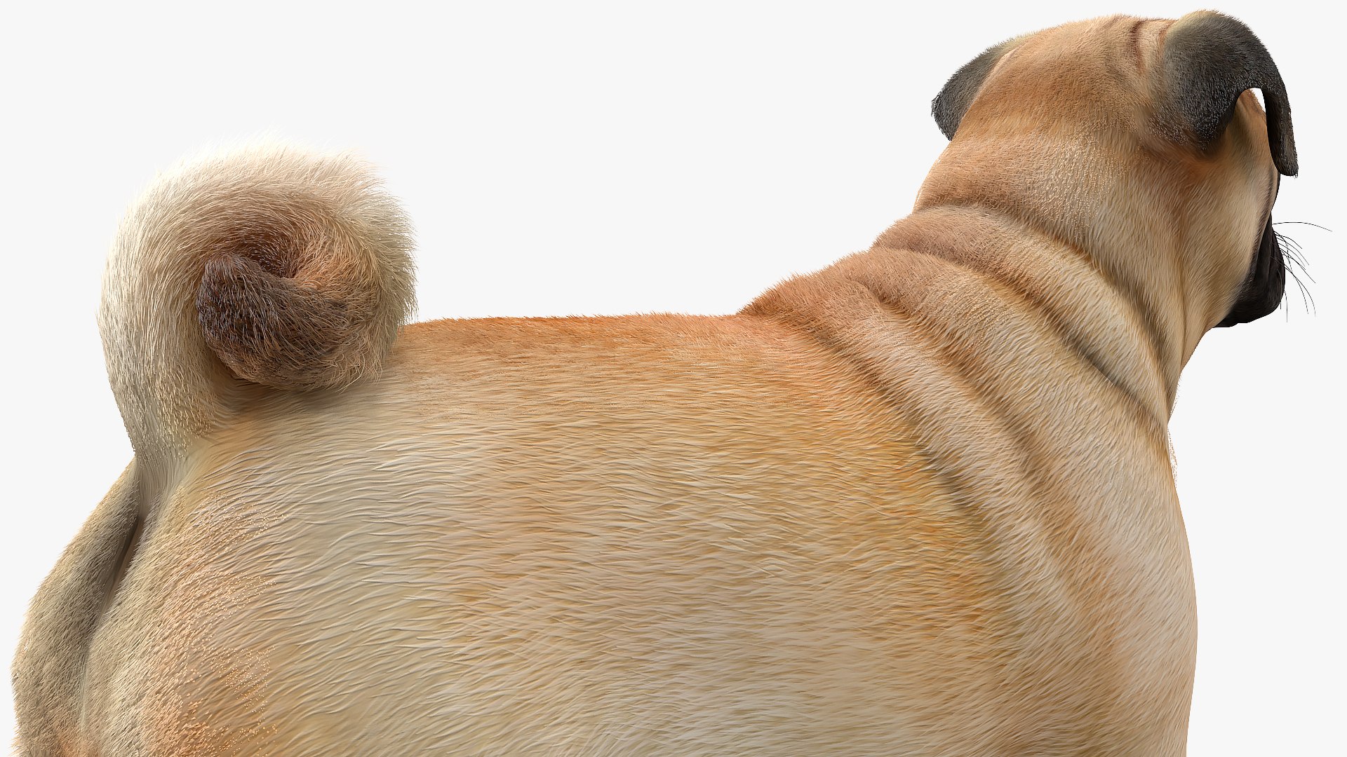 Pug Dog Neutral Pose 3D Model - TurboSquid 1681962