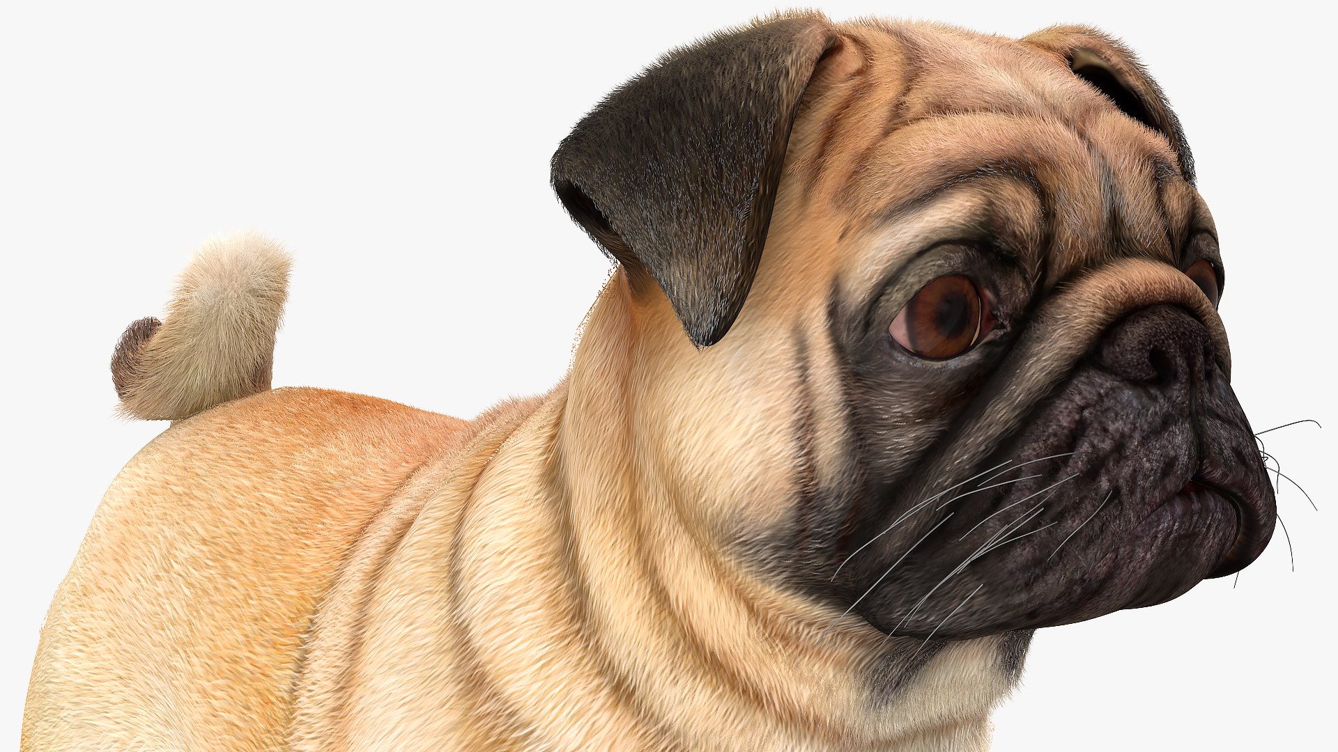 Pug Dog Neutral Pose 3D Model - TurboSquid 1681962