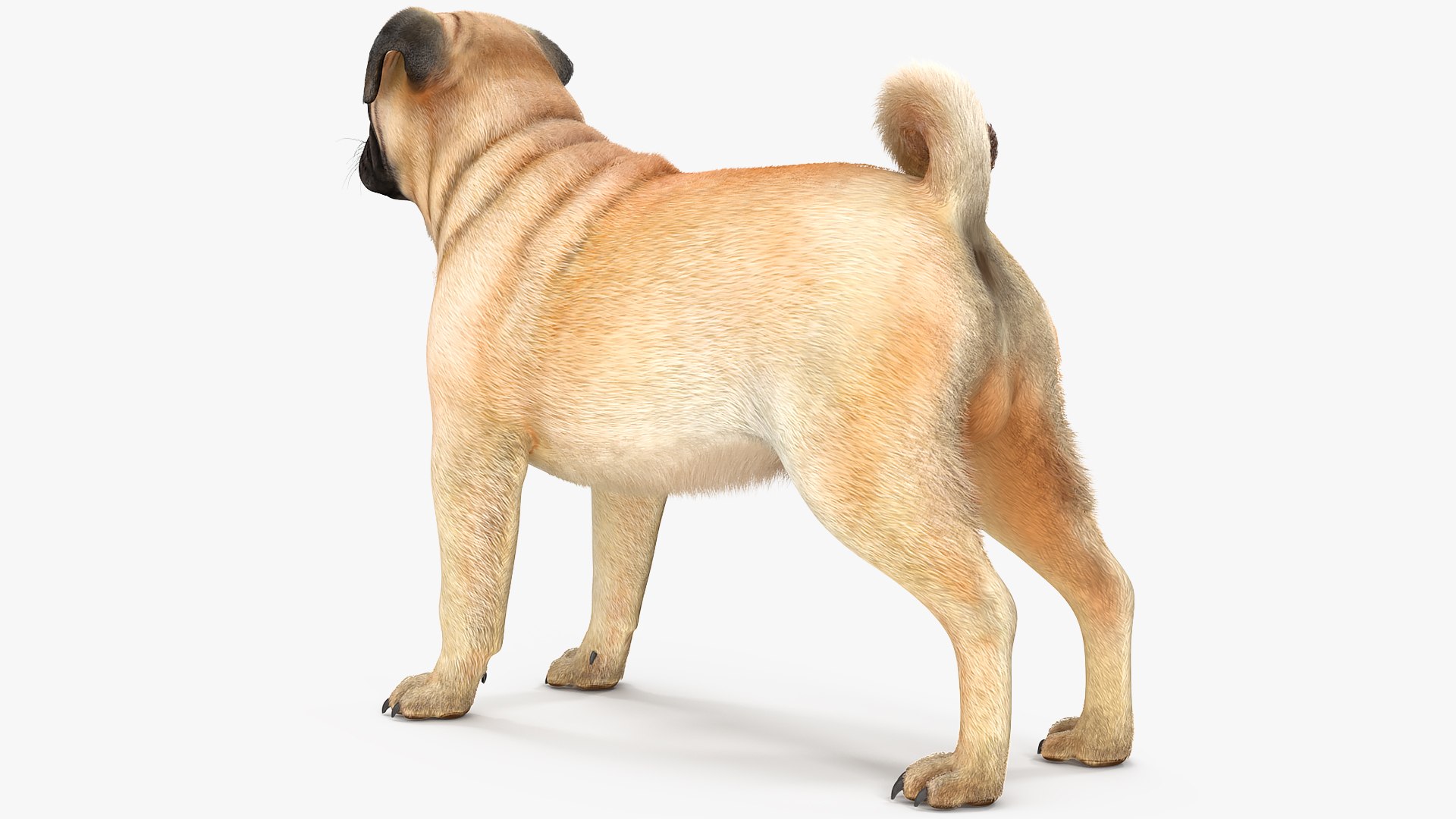 Pug Dog Neutral Pose 3D Model - TurboSquid 1681962