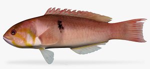 3d model blackspot wrasse