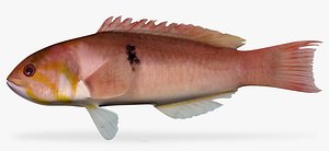 Blackspot Wrasse