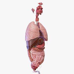 3D model Medically Accurate Male Organs