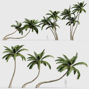 3D Cocos nucifera Coconut tree 02 3D model