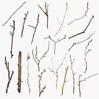 Scanned Sprigs Collection StemCell