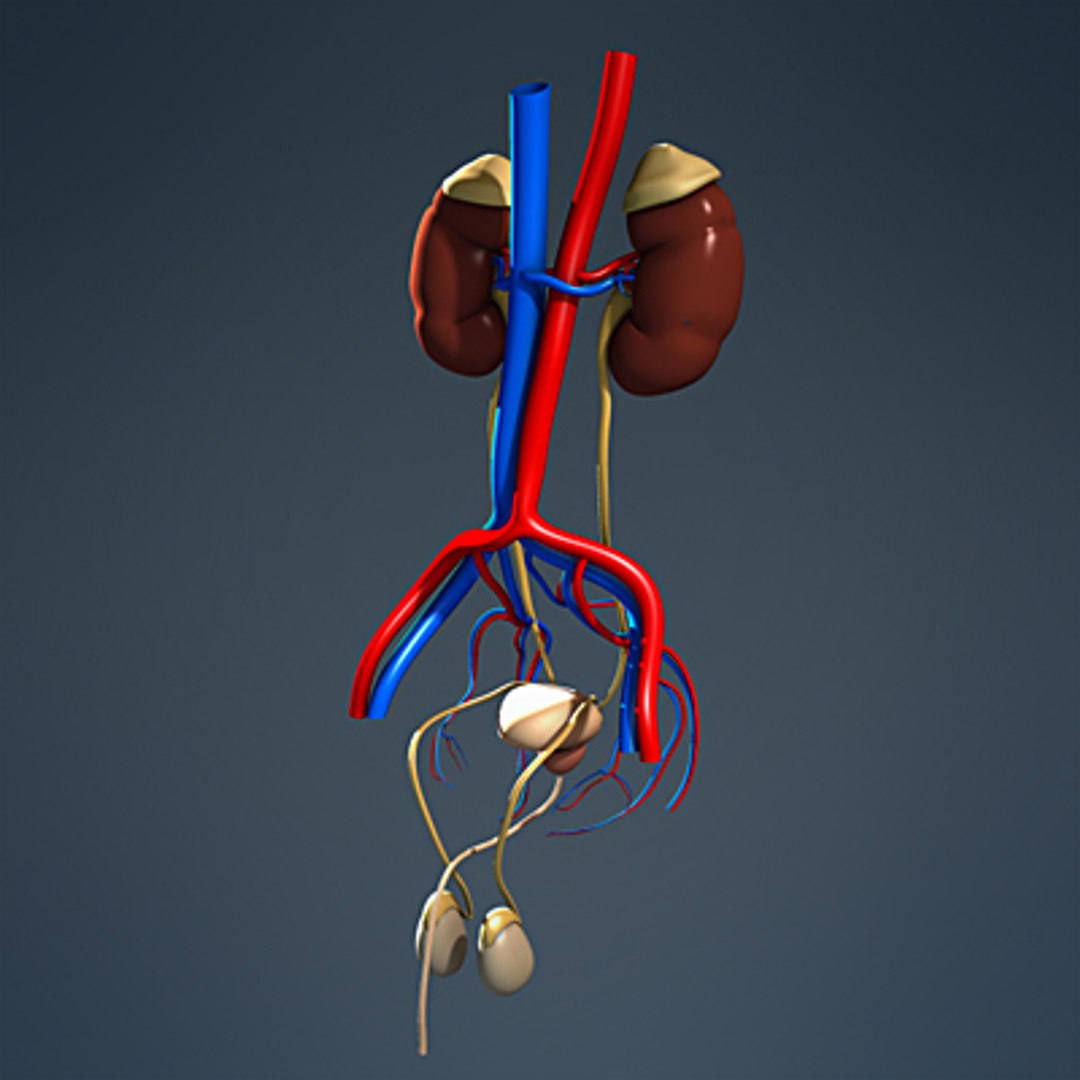 Medically Male Body Urinary 3d Model