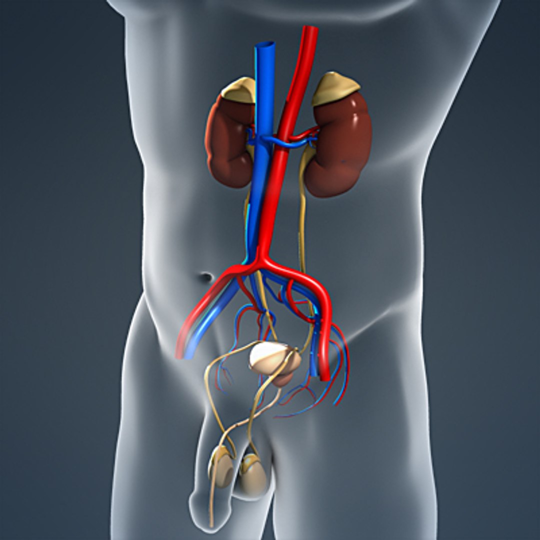 Medically Male Body Urinary 3d Model