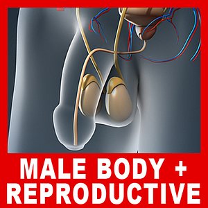 medically male body urinary 3d model