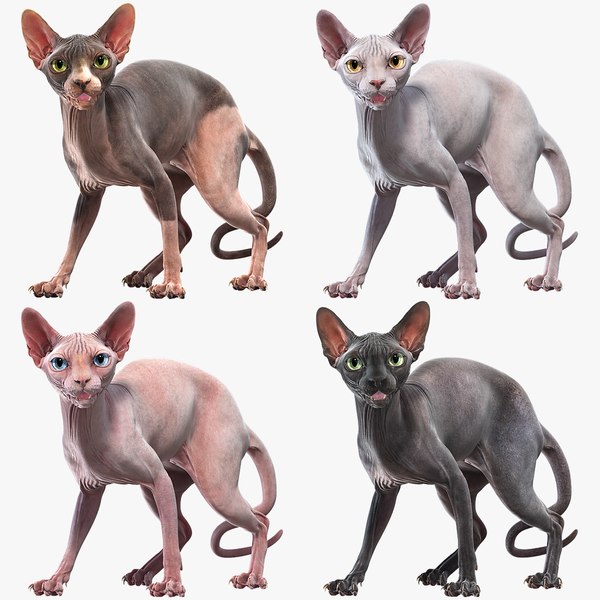 3D rigged sphynx cats model