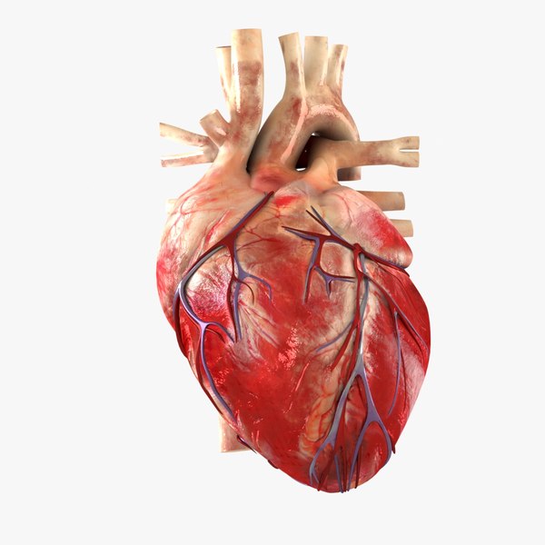 3d Model Heart Anatomical Cross Section - Turbosquid 1424032