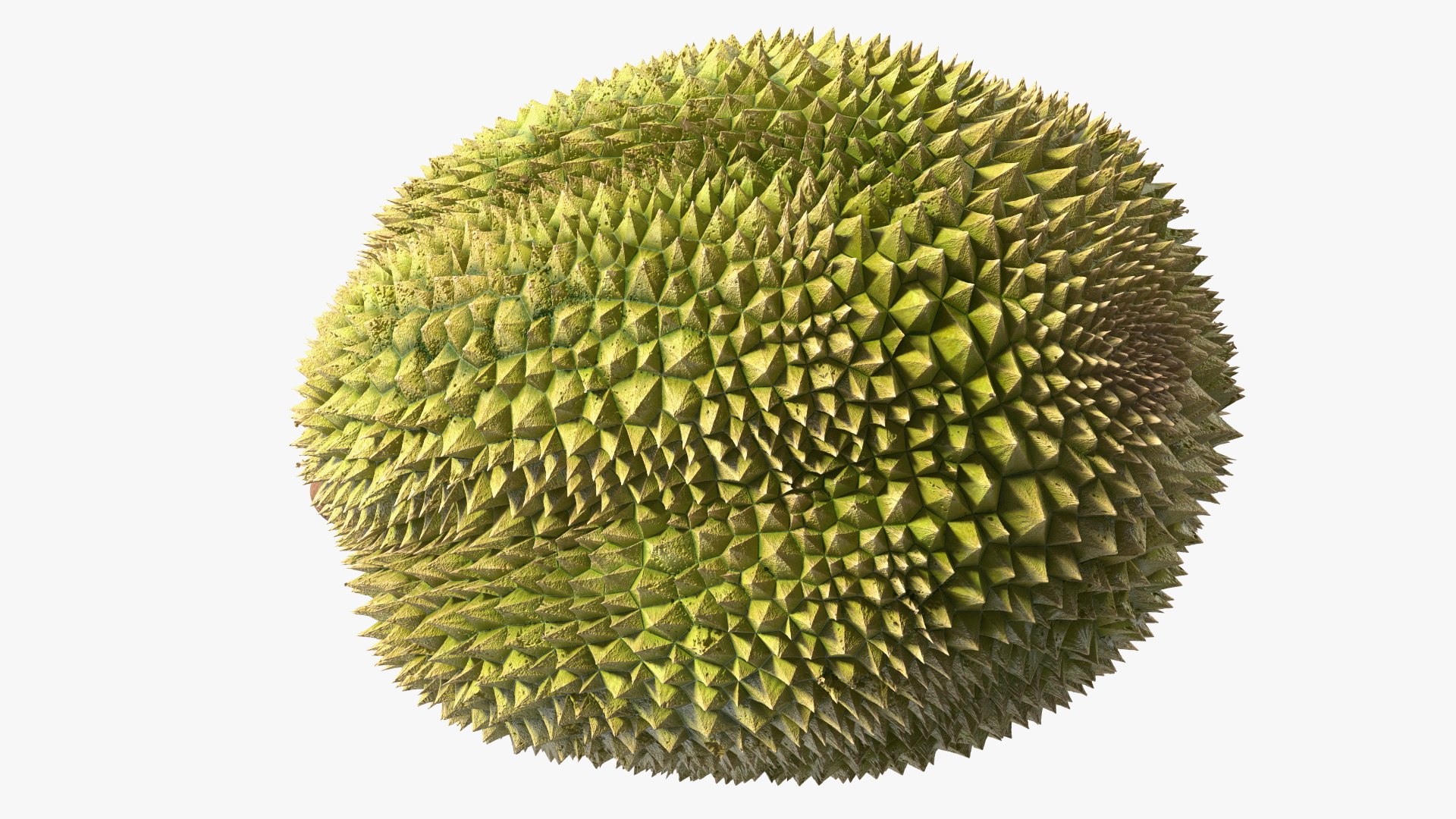 Ripe Durian Fruit 3D https://p.turbosquid.com/ts-thumb/0N/jKzscS/DY/ripedurianfruit3dsmodel011/jpg/1685605246/1920x1080/fit_q87/380586f37e71c7a04b91dea8af83358840054da8/ripedurianfruit3dsmodel011.jpg