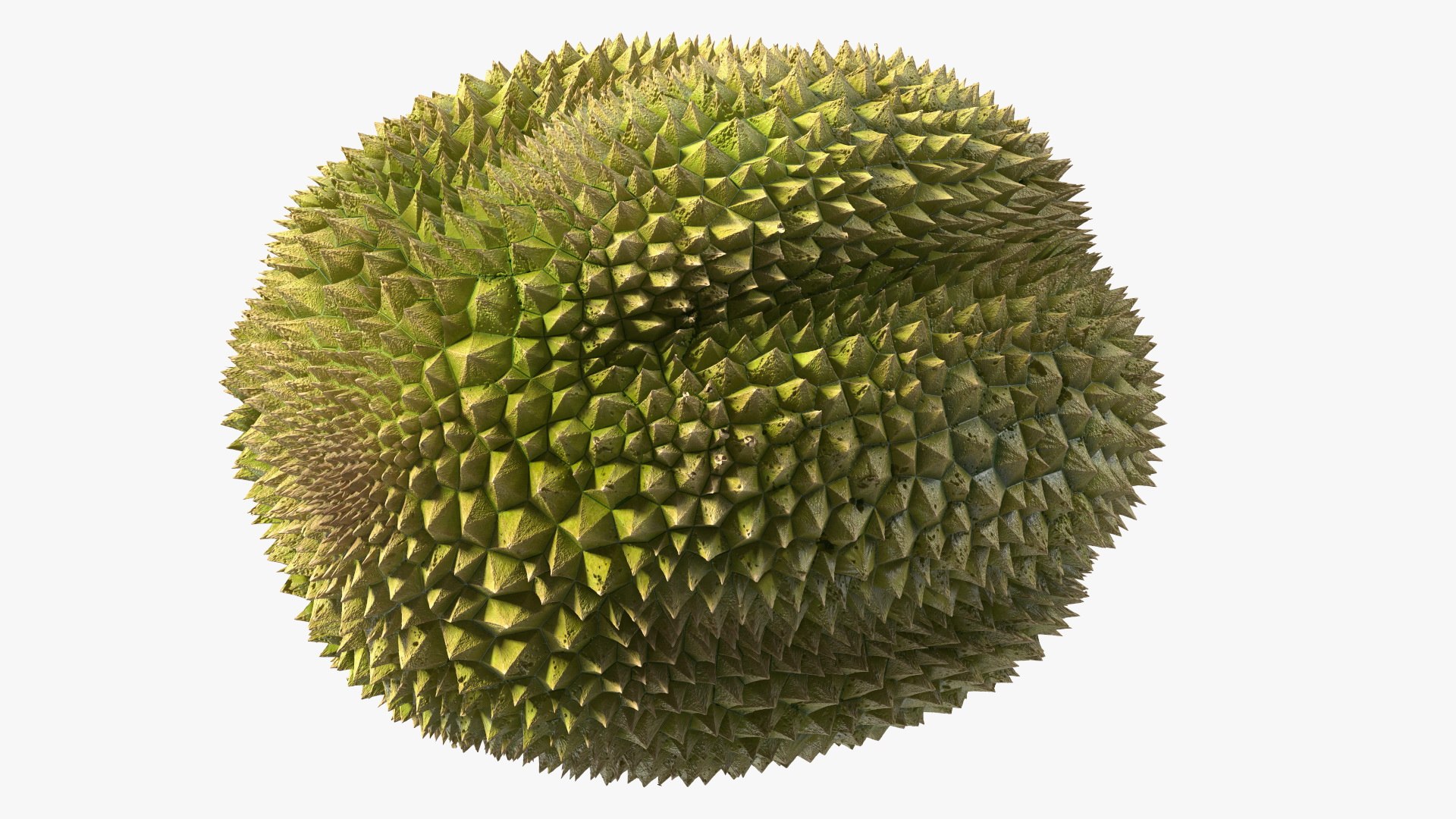 Ripe Durian Fruit 3D https://p.turbosquid.com/ts-thumb/0N/jKzscS/E0/ripedurianfruit3dsmodel010/jpg/1685605243/1920x1080/fit_q87/6bf1eee4036cf4d640f9c1bc22ac99f7173c6de0/ripedurianfruit3dsmodel010.jpg