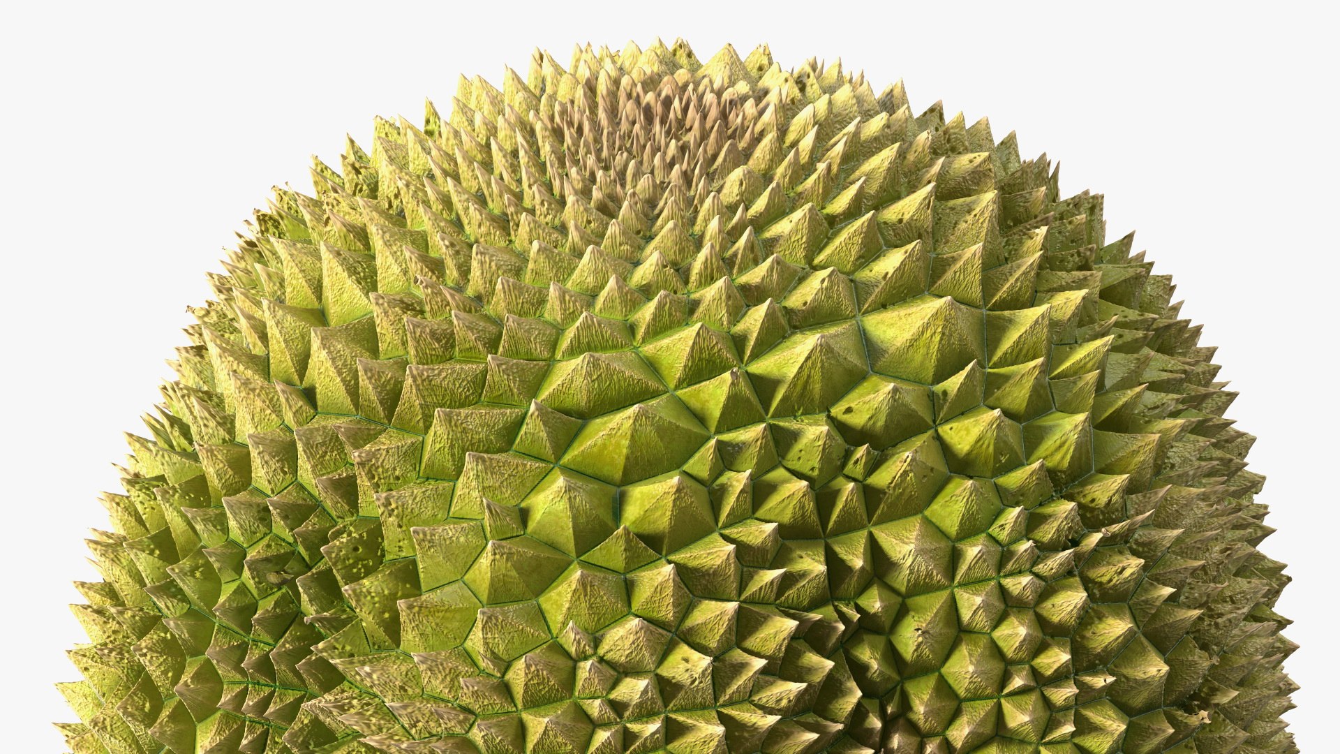 Ripe Durian Fruit 3D https://p.turbosquid.com/ts-thumb/0N/jKzscS/Sg/ripedurianfruit3dsmodel013/jpg/1685605254/1920x1080/fit_q87/d33dd9c208578029e73af3373cfb5c9b955d7ddd/ripedurianfruit3dsmodel013.jpg