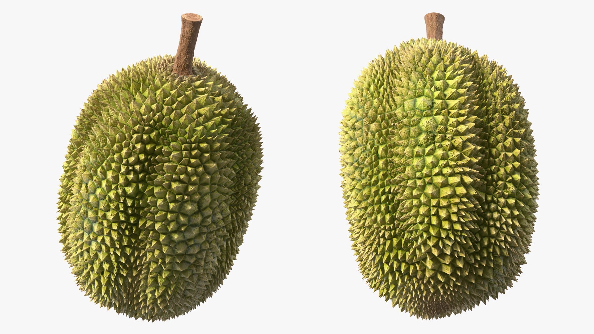 Ripe Durian Fruit 3D https://p.turbosquid.com/ts-thumb/0N/jKzscS/nc/ripedurianfruit3dsmodel008/jpg/1685605236/1920x1080/fit_q87/48c26ae1521916013595c612d11ee0aee9ab0514/ripedurianfruit3dsmodel008.jpg