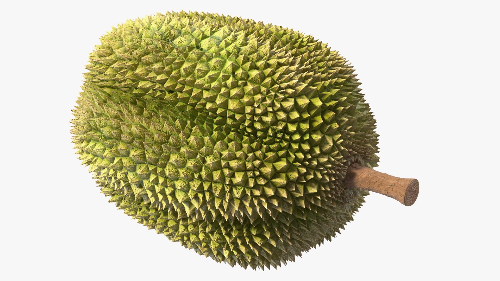 Ripe Durian Fruit 3D https://p.turbosquid.com/ts-thumb/0N/jKzscS/yv/ripedurianfruit3dsmodel009/jpg/1685605240/1920x1080/fit_q87/31fff94487df35a353ddbfaf7d79b6a6e941de50/ripedurianfruit3dsmodel009.jpg