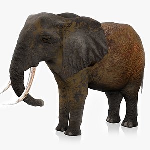 3D African Elephant RIGGED L2385