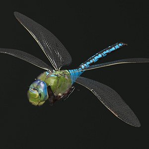 3D Dragonfly Fur Rigged For Maya model
