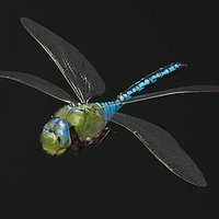 Dragonfly Fur Rigged For Maya
