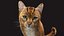 Przypon Cat Orange Tabby RIG - wersja XGEN