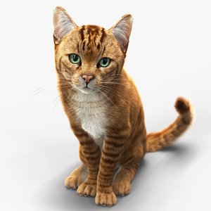 Cat Orange Tabby RIG - XGEN version 3D model