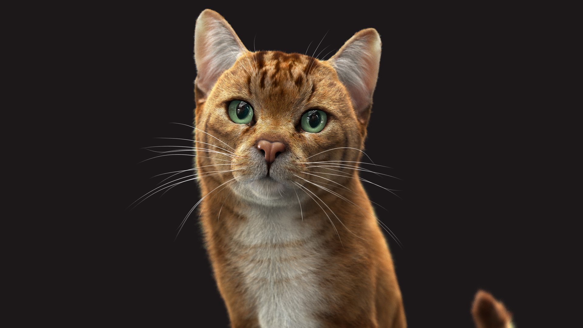 Cat Orange Tabby RIG - XGEN version 3D model https://p.turbosquid.com/ts-thumb/0N/kY9wP6/U1/z06/jpg/1696039285/1920x1080/fit_q87/ec4b86233d363e9f731032cf65519cb5d71ff720/z06.jpg