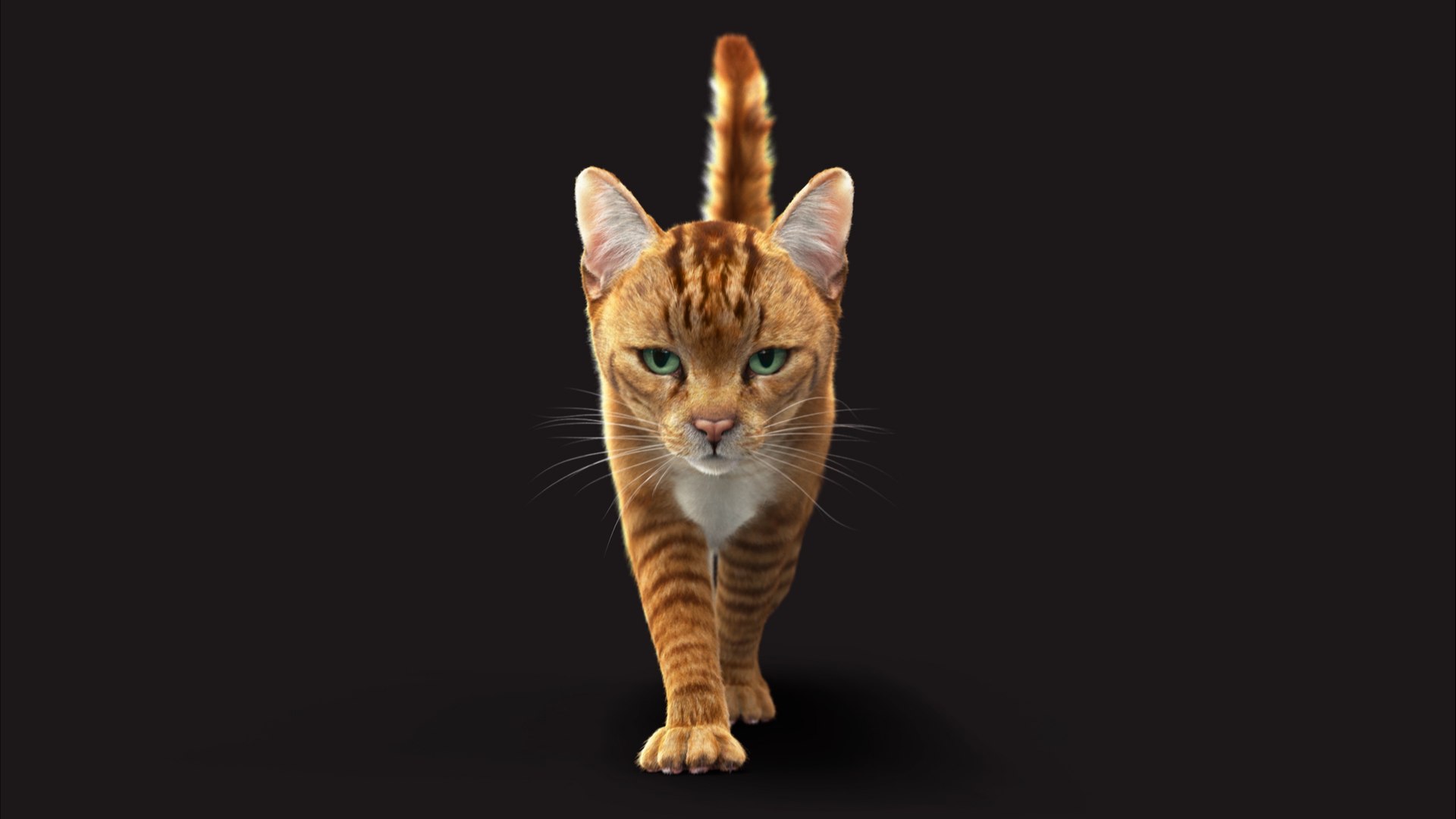 Cat Orange Tabby RIG - XGEN version 3D model https://p.turbosquid.com/ts-thumb/0N/kY9wP6/VV/z03/jpg/1696039282/1920x1080/fit_q87/d2b7d7e11a0352d3555ec20d20d8dfbd85b87763/z03.jpg