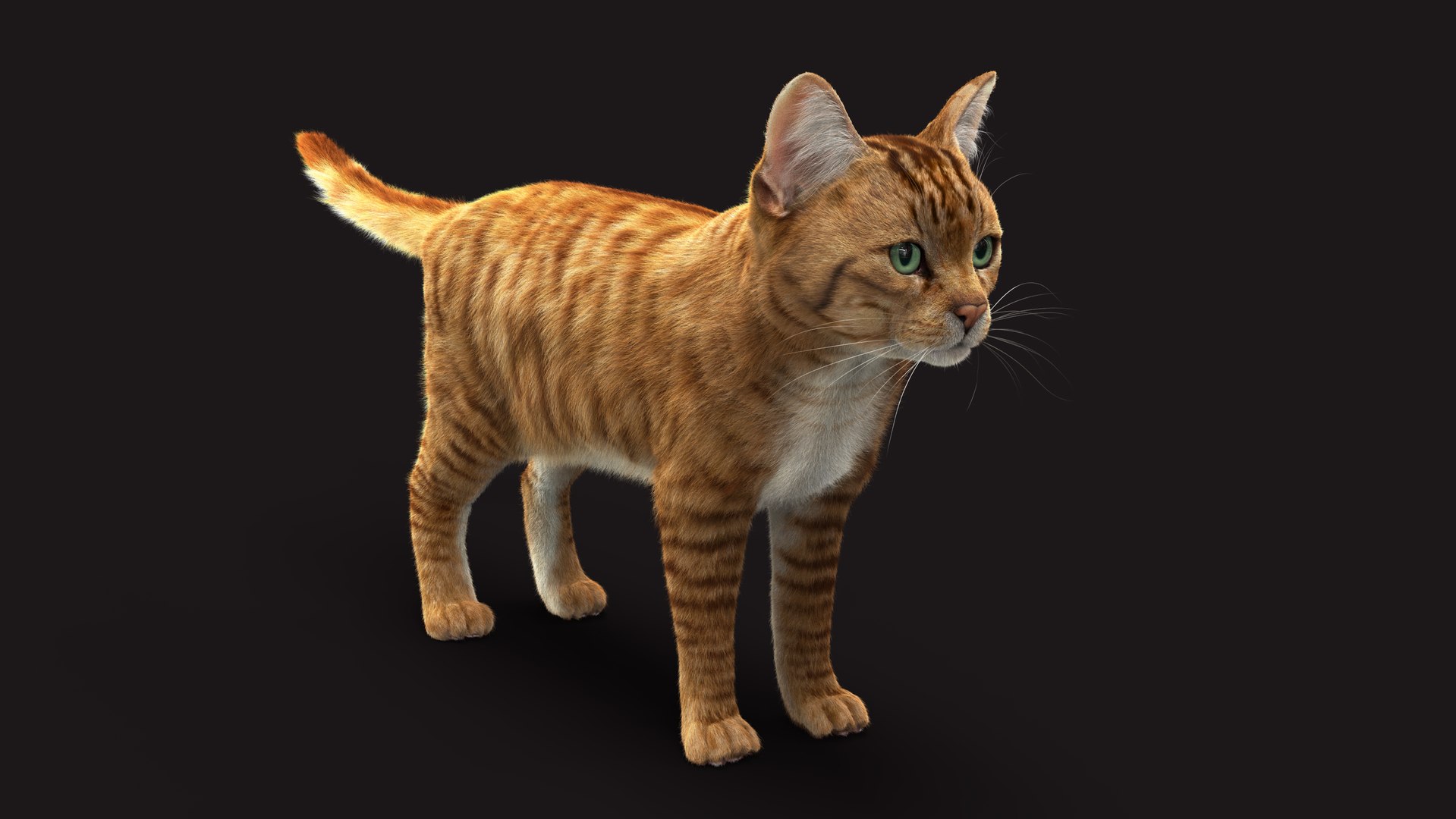 Cat Orange Tabby RIG - XGEN version 3D model https://p.turbosquid.com/ts-thumb/0N/kY9wP6/Wj/z08/jpg/1696040594/1920x1080/fit_q87/a447dcf4c60eaabcb8e9ba1155fd765170257b57/z08.jpg