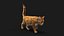 Przypon Cat Orange Tabby RIG - wersja XGEN