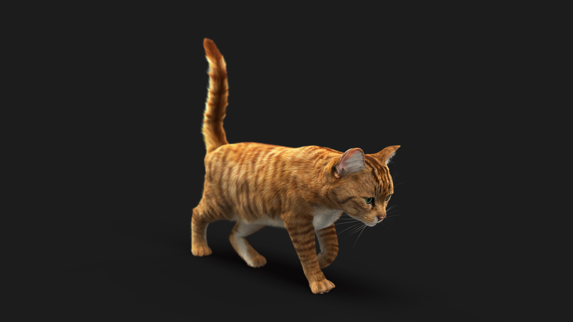 Cat Orange Tabby RIG - XGEN version 3D model https://p.turbosquid.com/ts-thumb/0N/kY9wP6/fe/turn/jpg/1699661035/1920x1080/turn_fit_q99/2b8098307c370684174d76c95dbd24a12eae826b/turn-1.jpg