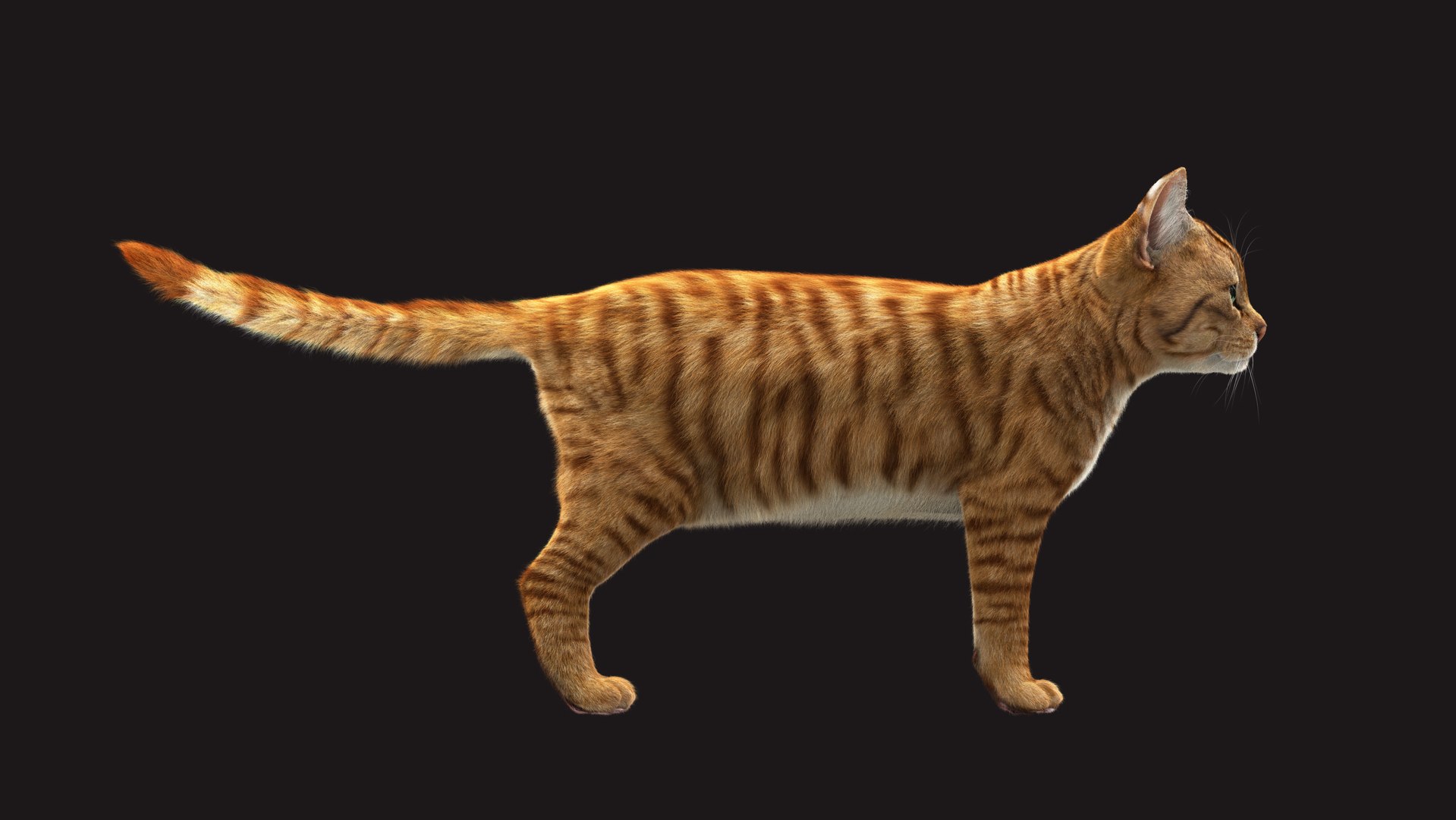 Cat Orange Tabby RIG - XGEN Version 3D Model - TurboSquid 2132564