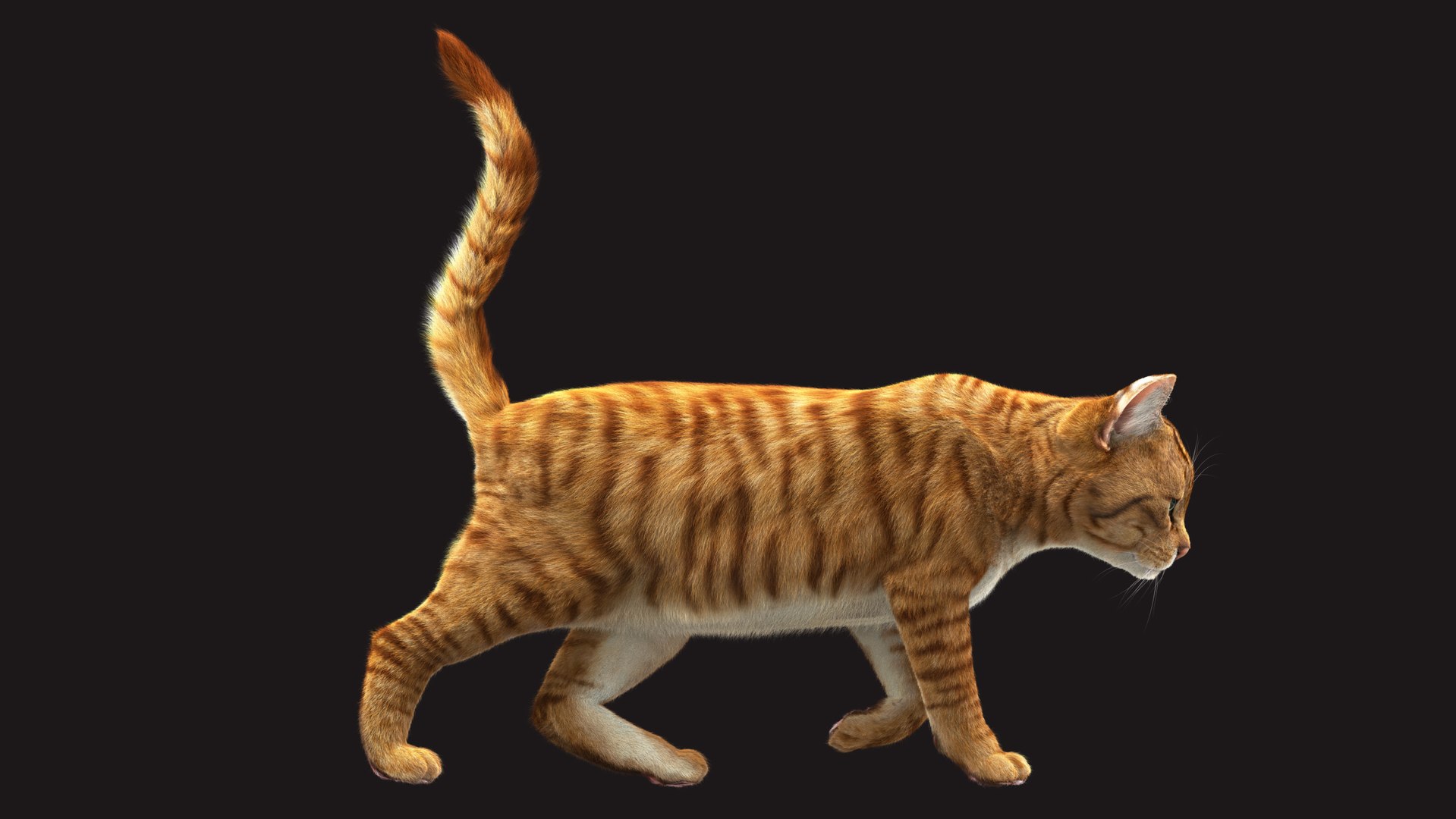 Cat Orange Tabby RIG - XGEN version 3D model https://p.turbosquid.com/ts-thumb/0N/kY9wP6/o9/11/jpg/1696051501/1920x1080/fit_q87/56cf4887bd60d3ff7571eb269a79d9719ab298e7/11.jpg