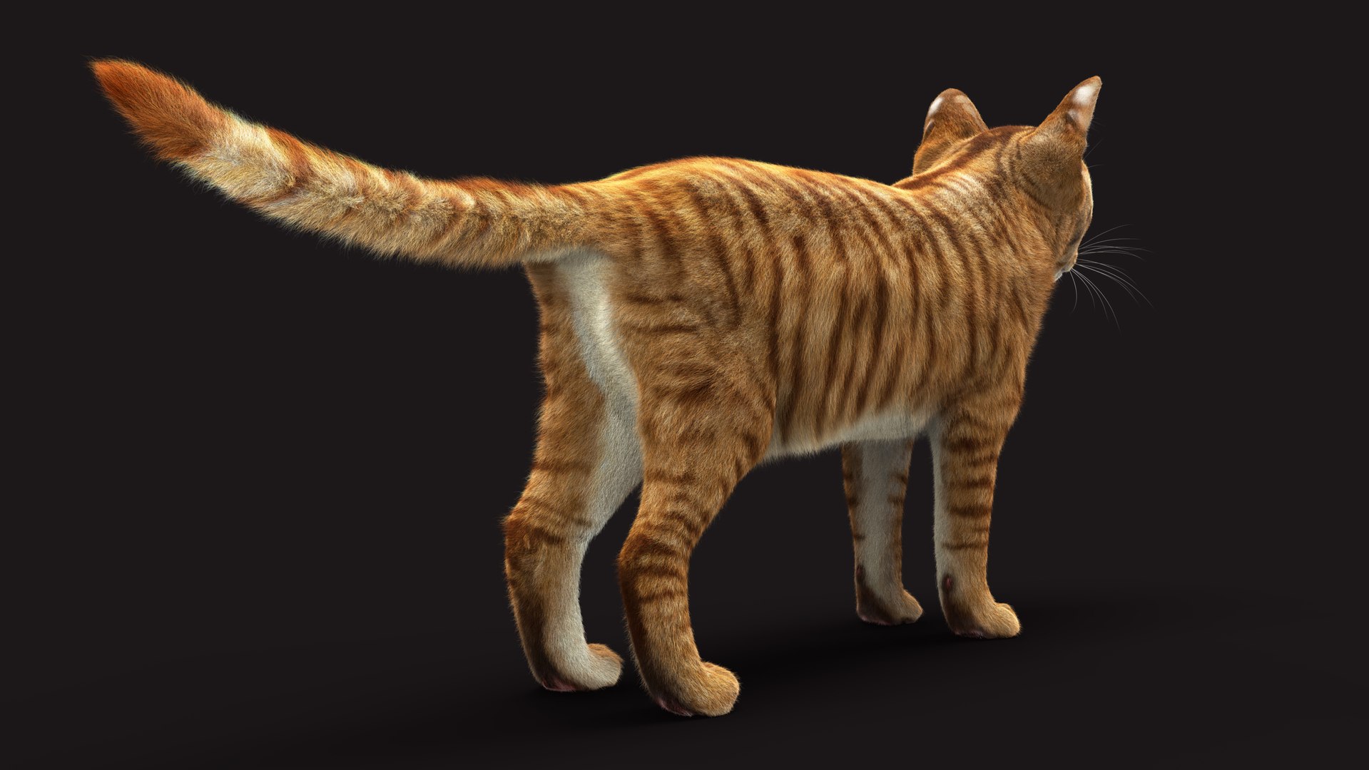 Cat Orange Tabby RIG - XGEN Version 3D Model - TurboSquid 2132564