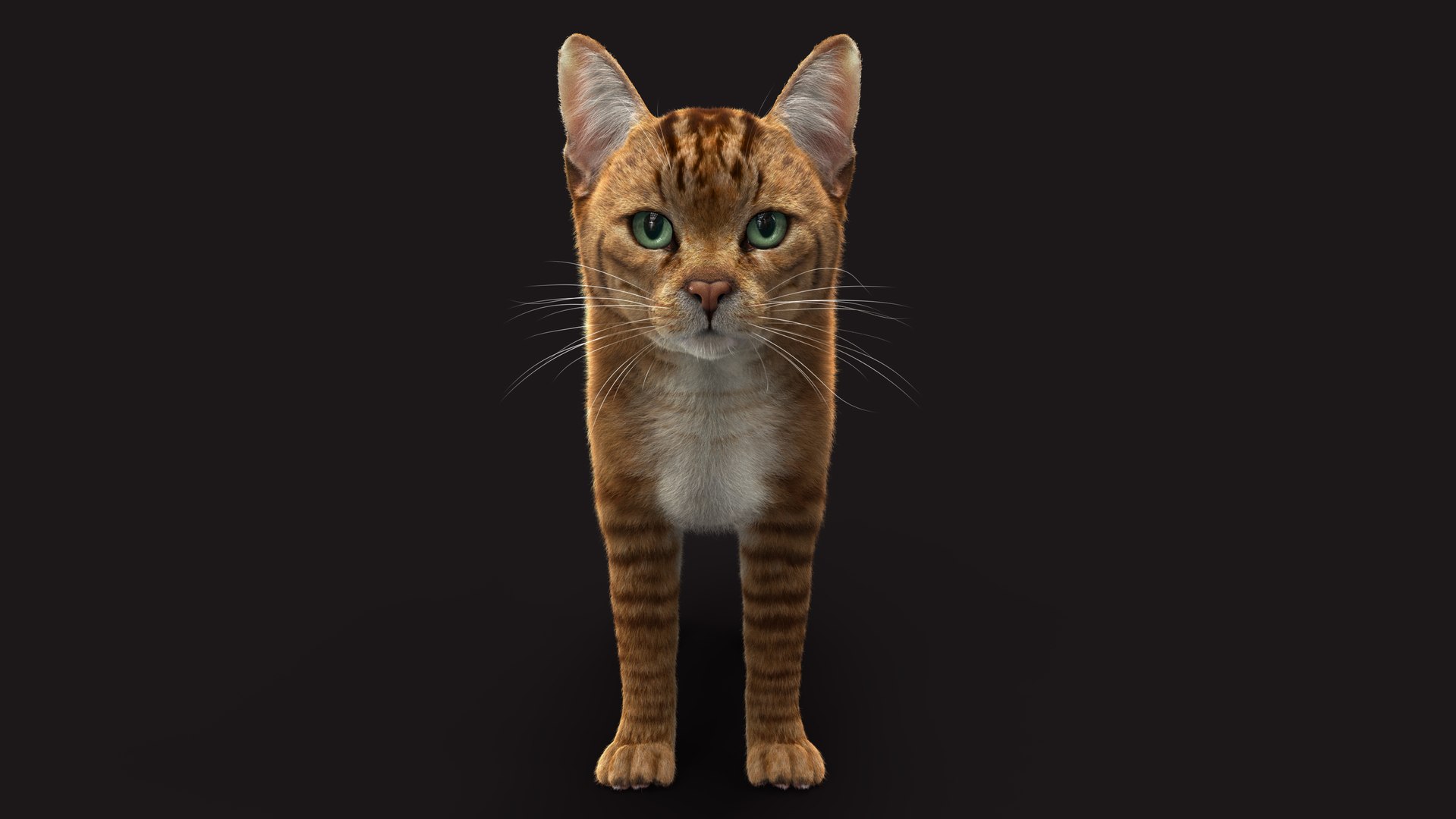Cat Orange Tabby RIG - XGEN version 3D model https://p.turbosquid.com/ts-thumb/0N/kY9wP6/tC/z09/jpg/1696051160/1920x1080/fit_q87/5a59633d820f5ff36f717254cc8d17cc38a3dfa3/z09.jpg
