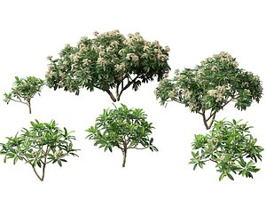 Plumeria rubra - Frangipani 3D