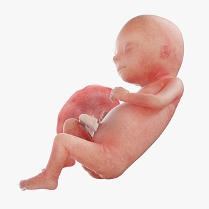 Fetus Week 15 Animated 3D model