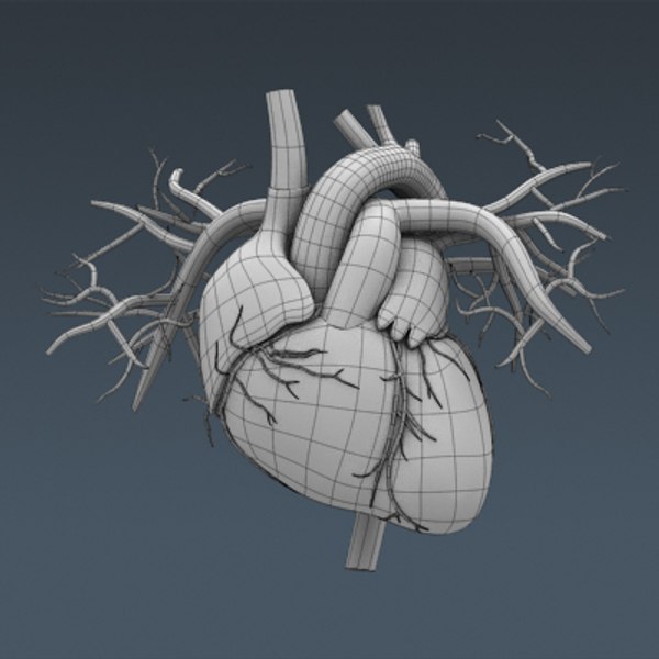 3d c4d anatomically human male body