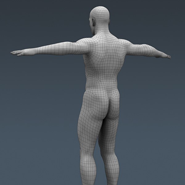 3d c4d anatomically human male body