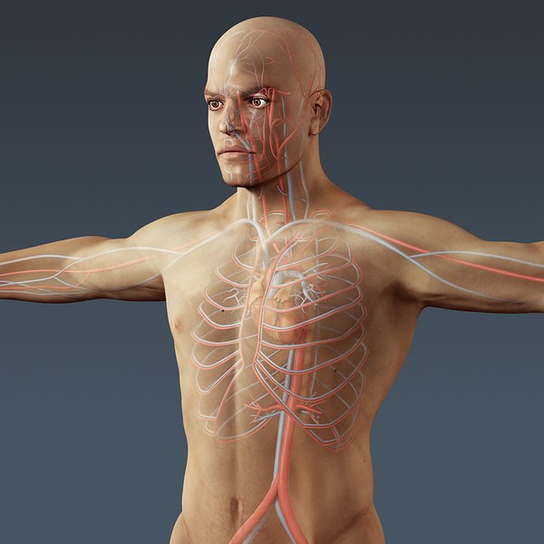 3d c4d anatomically human male body