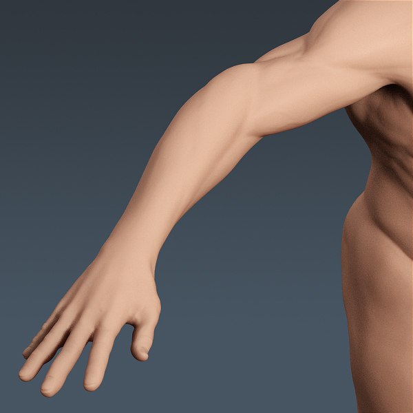 3d c4d anatomically human male body