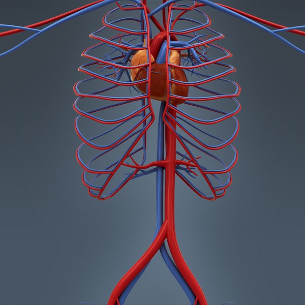 3d c4d anatomically human male body