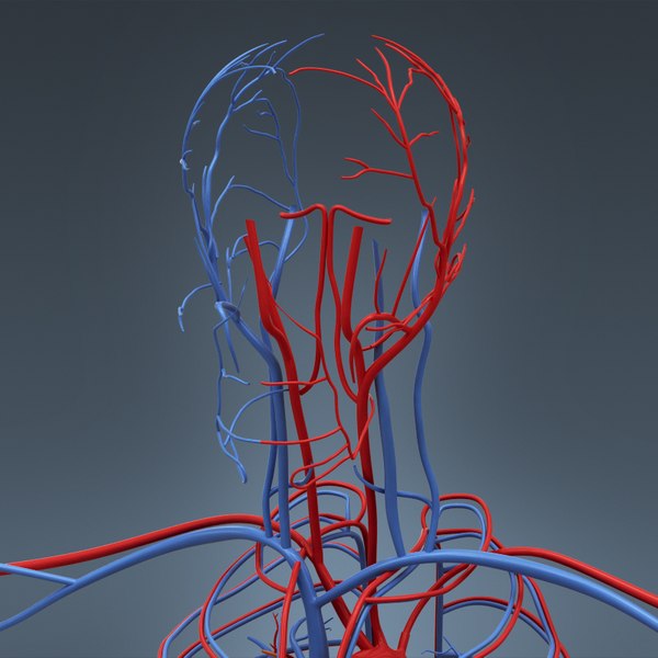 3d c4d anatomically human male body