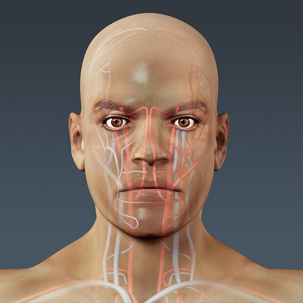 3d c4d anatomically human male body