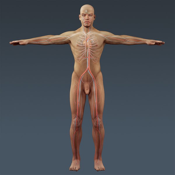 3d c4d anatomically human male body