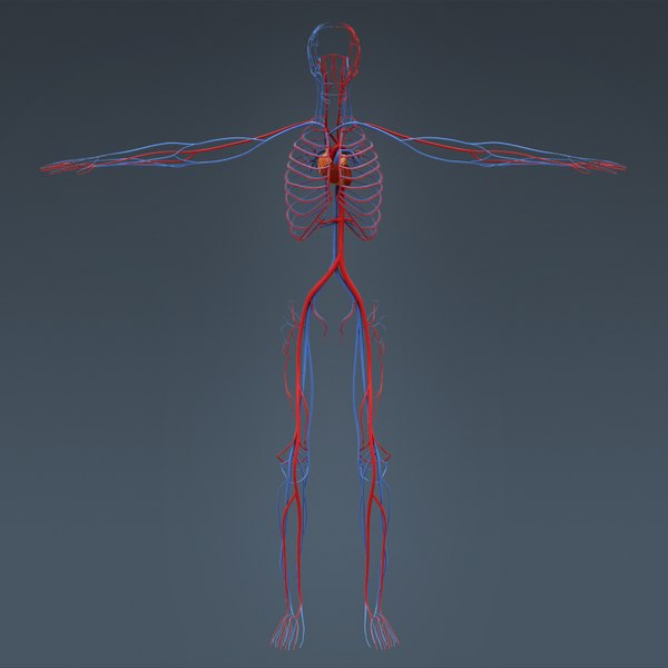 3d c4d anatomically human male body